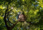 Miniplanete - Foret de la Rob Miniplanete - Foret de la Rob