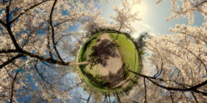 Little Planet, Le Printemps strasbourgeois